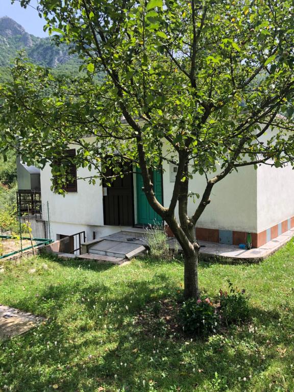 un arbre dans l'herbe devant un bâtiment dans l'établissement Kuca za odmor DIVA, à Mostar