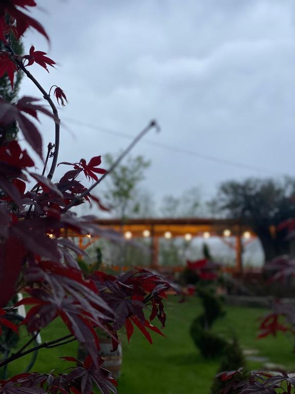 Zahrada ubytování Hotel Restaurant Natyra e Qetë