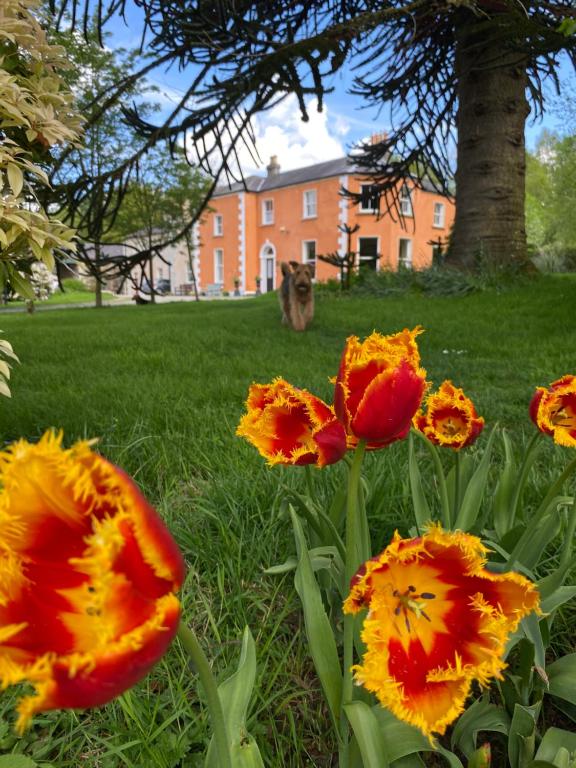 a group of orange and yellow flowers in the grass at Clone Country House in Aughrim