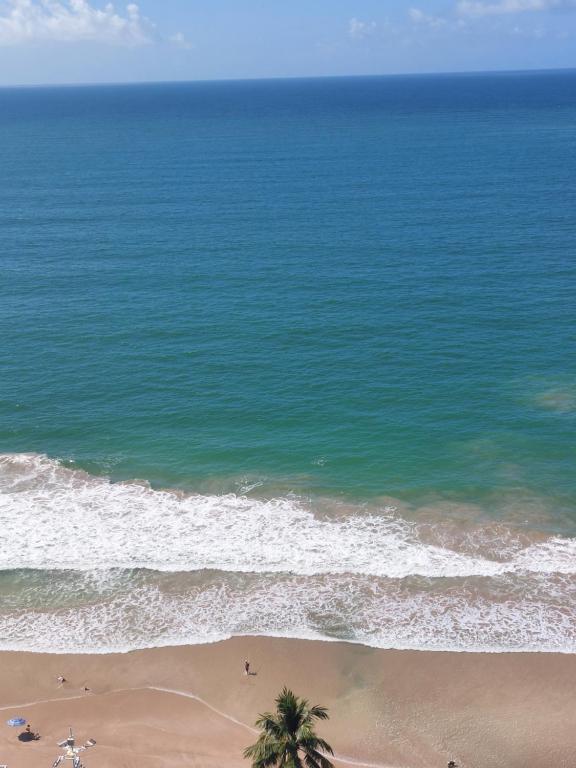 einen Strand mit einer Palme und dem Meer in der Unterkunft Lindo Apt em Boa Viagem in Recife