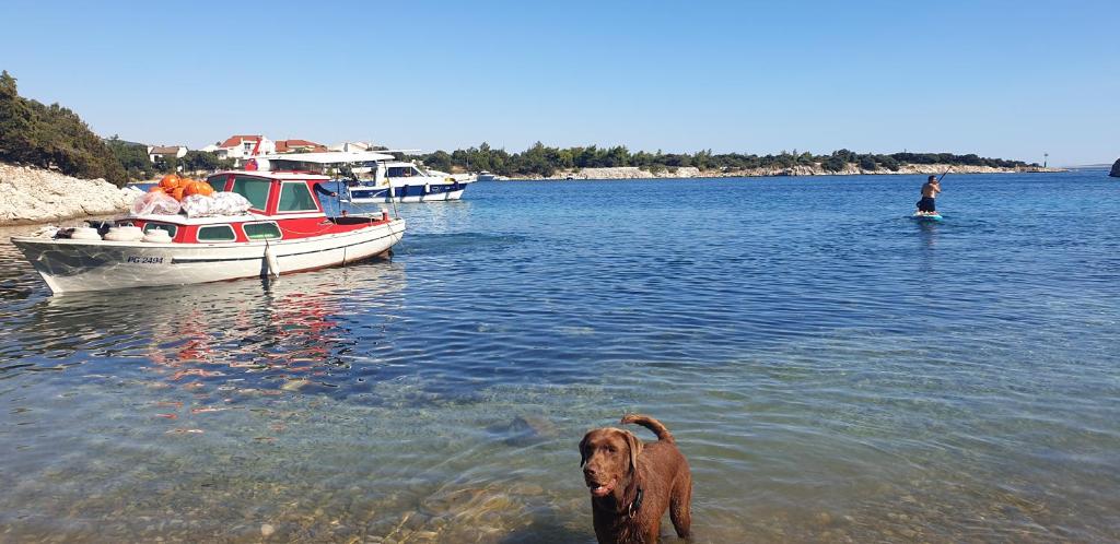 a dog standing in the water in front of a boat at Larah Land 4 Star Glamping Yala Lodge plus kids lodge in Šimuni