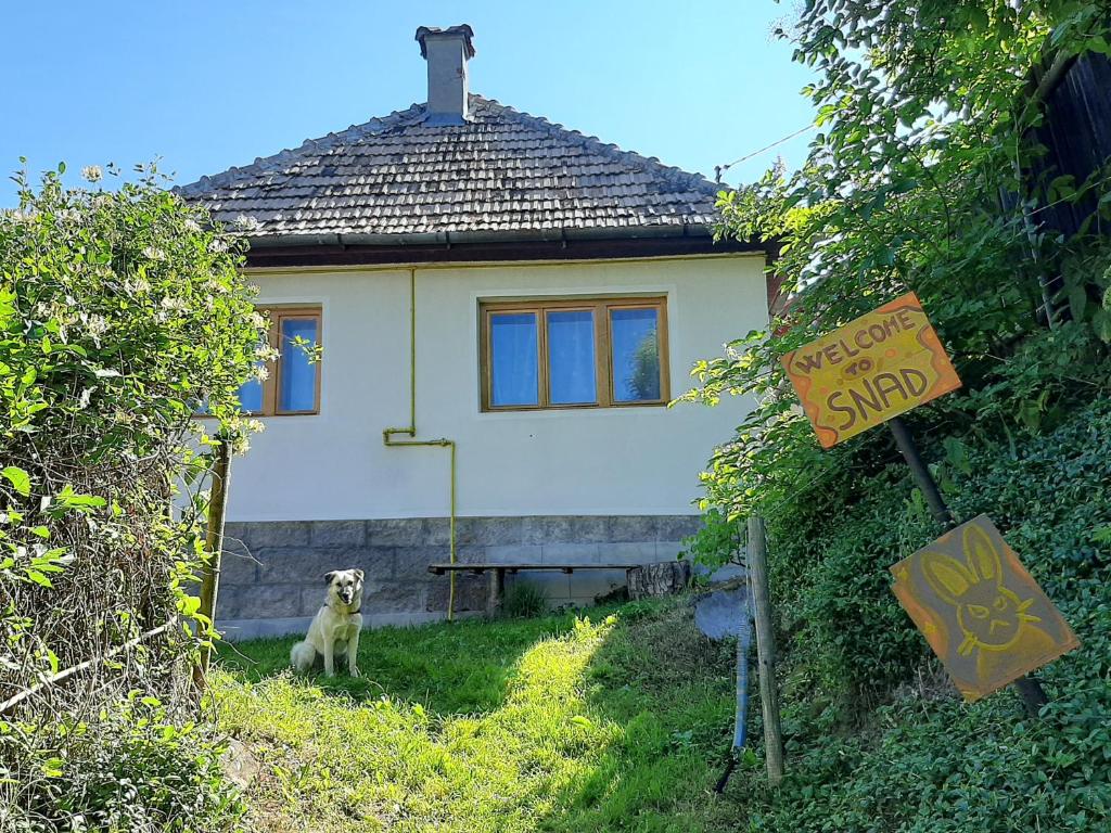 un perro sentado frente a una casa en Welcome to Snad, en Băile Tuşnad