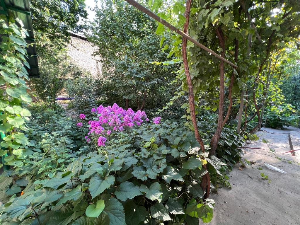 a garden with purple flowers and green plants at Lovely home in Osh
