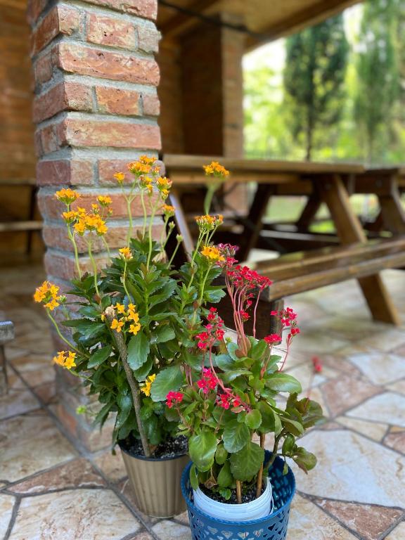 Zahrada ubytování Guest house Shekvetili
