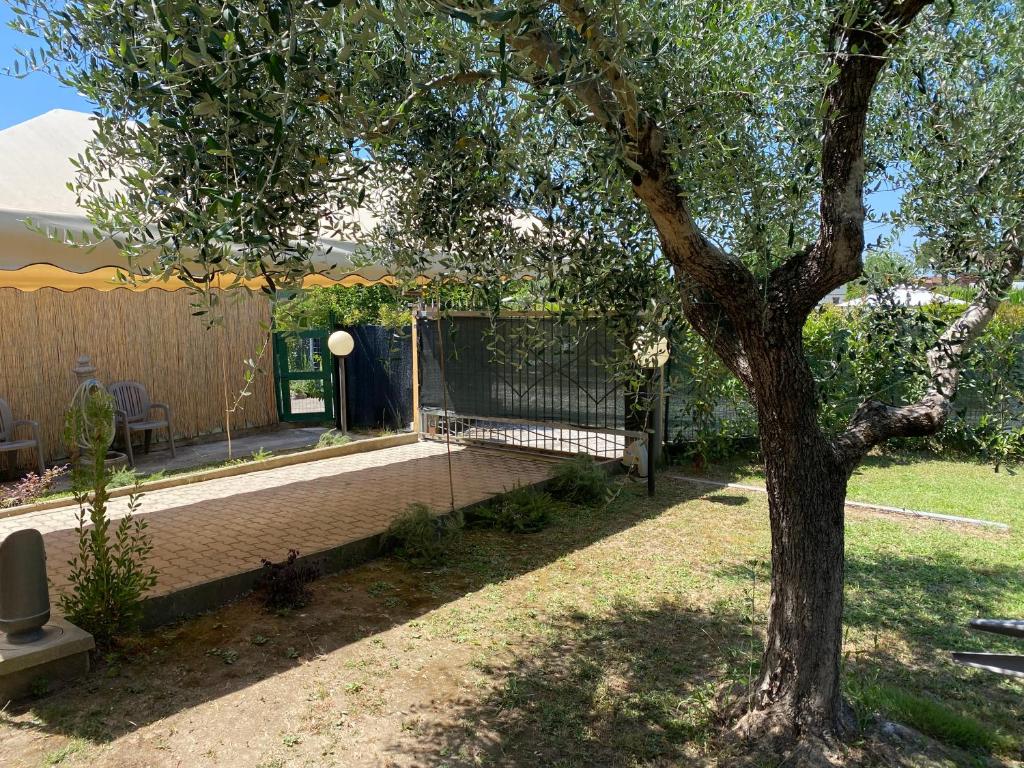 A garden outside Casa versilia
