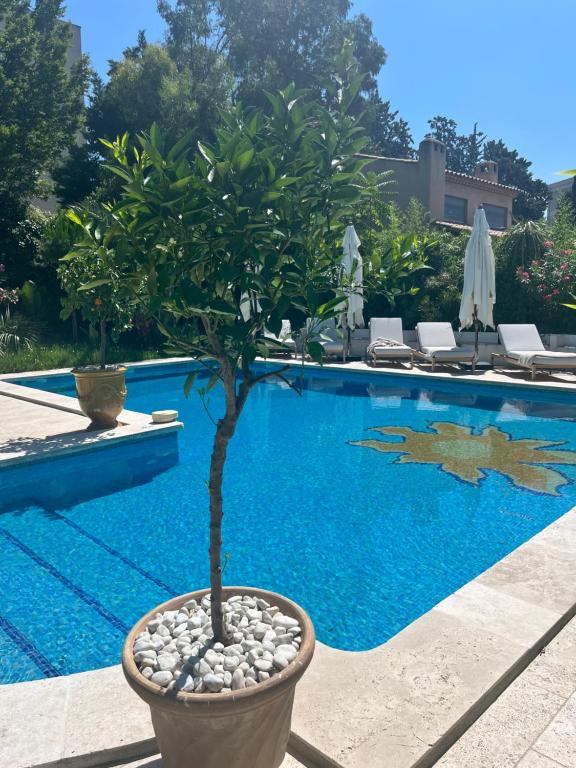 un árbol en una olla junto a una piscina en Le Mas Angelussi - Le Clos du Soleil en Salon-de-Provence