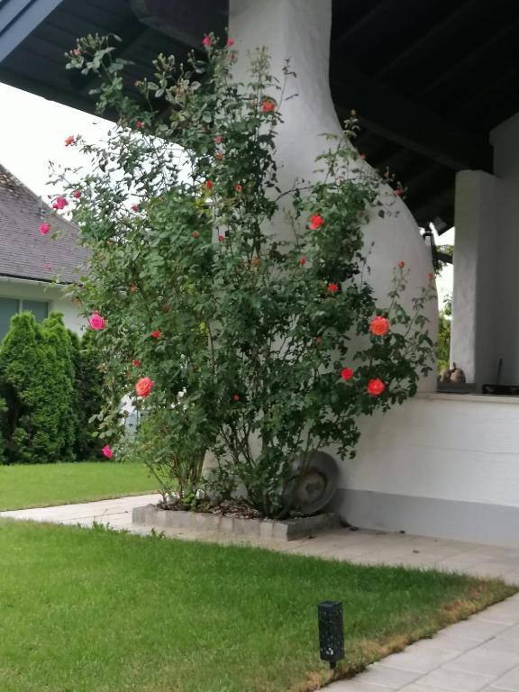 Zahrada ubytování Appartment Nocksteinblick
