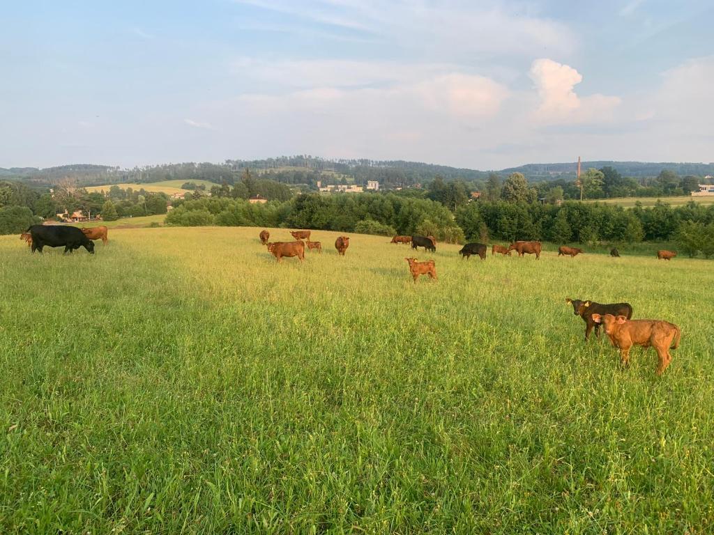 Gallery image of Farma u Prokopů Humpolec in Humpolec