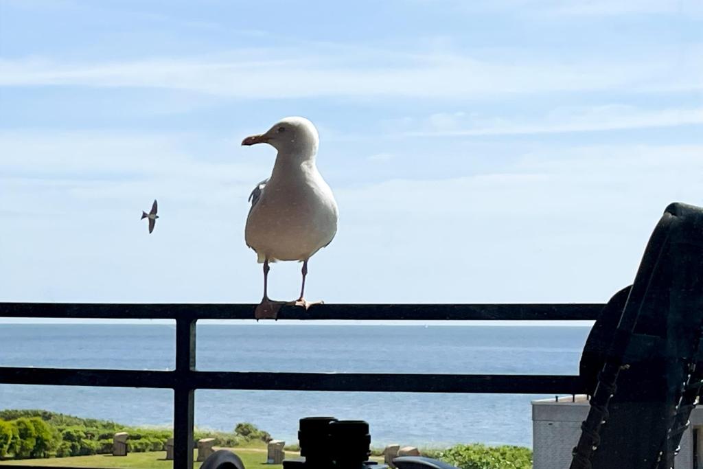 a seagull sitting on a fence overlooking the ocean at FEWO Ferienresidenz Staberdorf Haus 76 Wohnung Nr 26 in Staberdorf