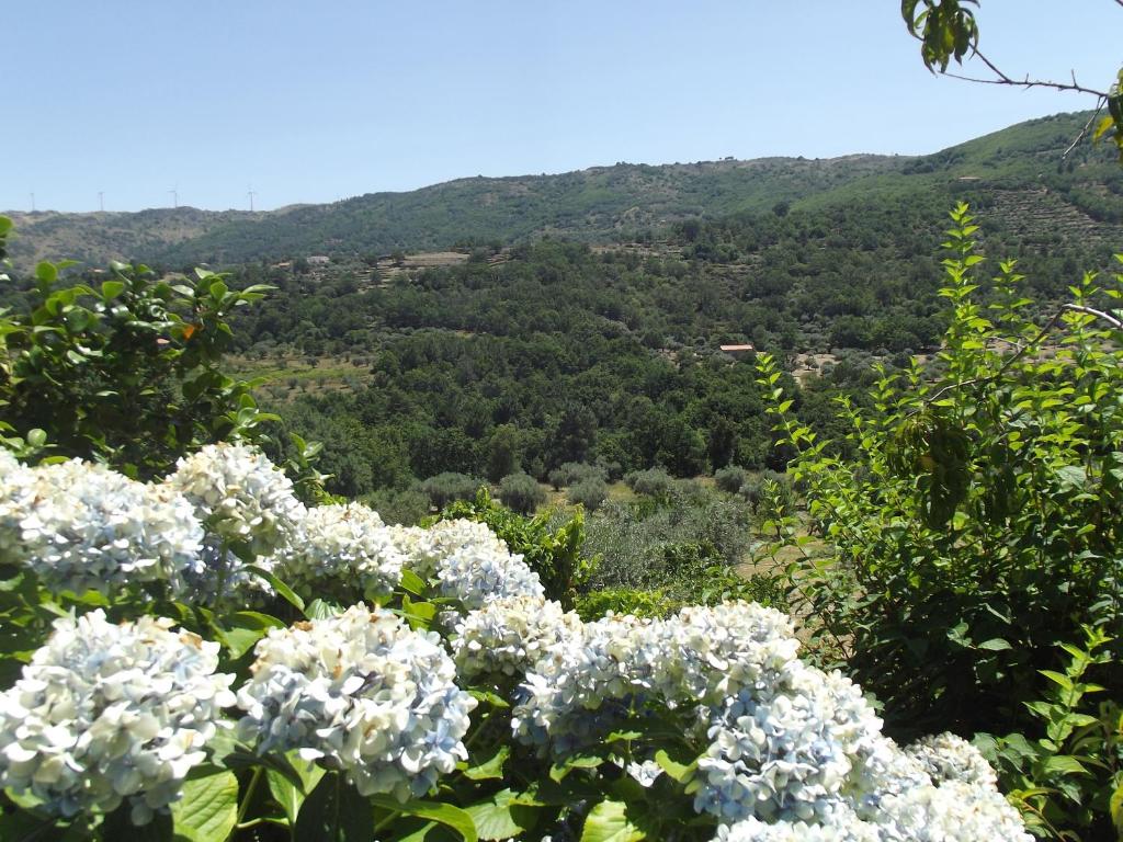 a bunch of white flowers in front of a mountain at Quinta do Pina in Guarda