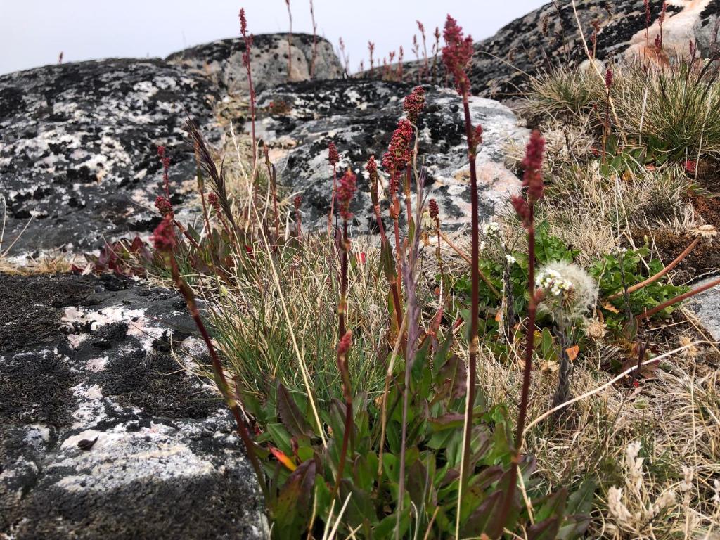 a bunch of plants on top of a rock at ISIKKIVIK Saarloq 