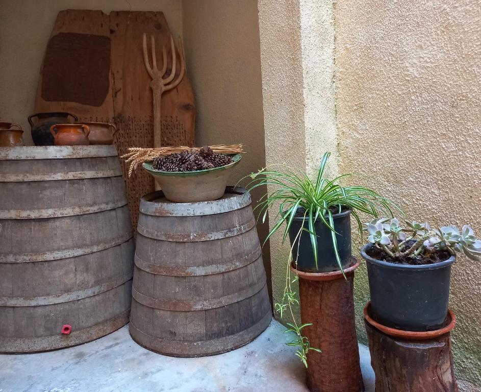 un grupo de plantas en macetas sentadas sobre barriles en Casa Esteban, en Vilanova de la Reina (Villanueva de Viver)