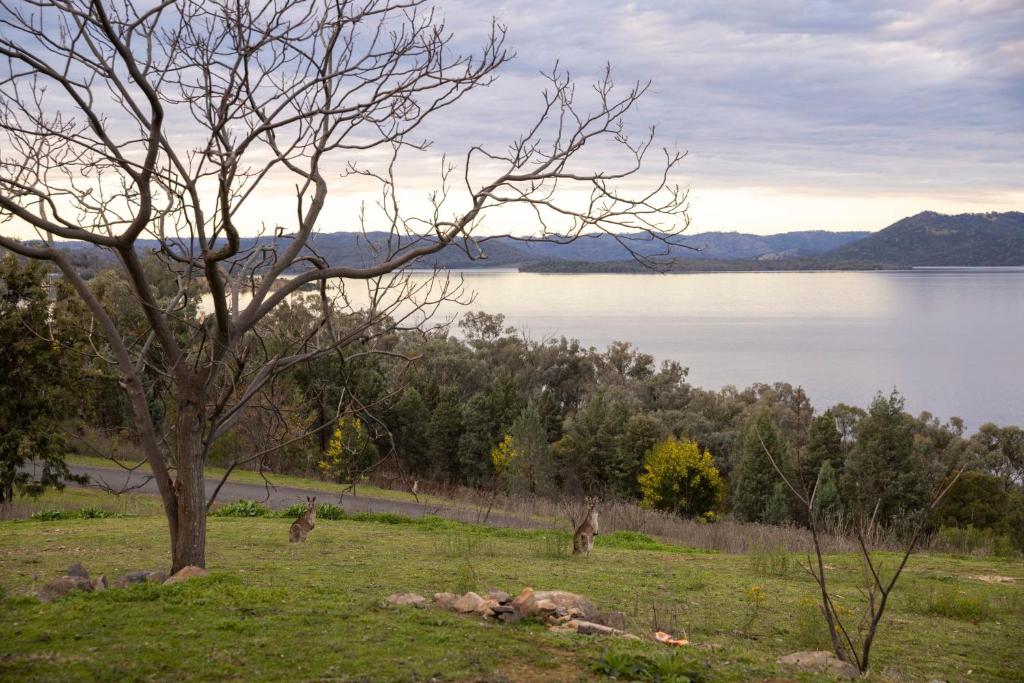 a tree in a field with a view of a lake at Reflections Lake Burrendong - Holiday Park in Mumbil