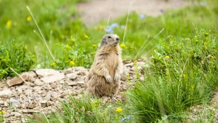 a meerkat debout sur ses pattes arrière dans un champ dans l'établissement Vaste appartement à la foux d'allos, Mercantour, à Allos