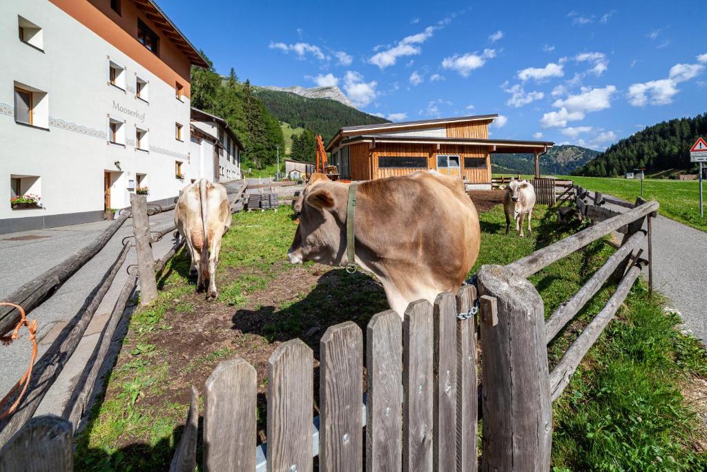 Zvířata v apartmánu nebo okolí