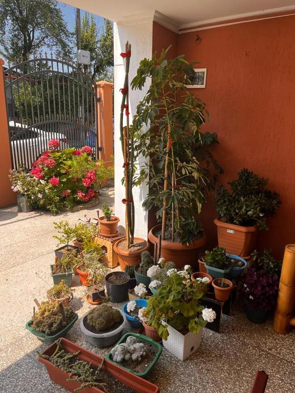 Zahrada ubytování Kobuleti Guest House chexov 24