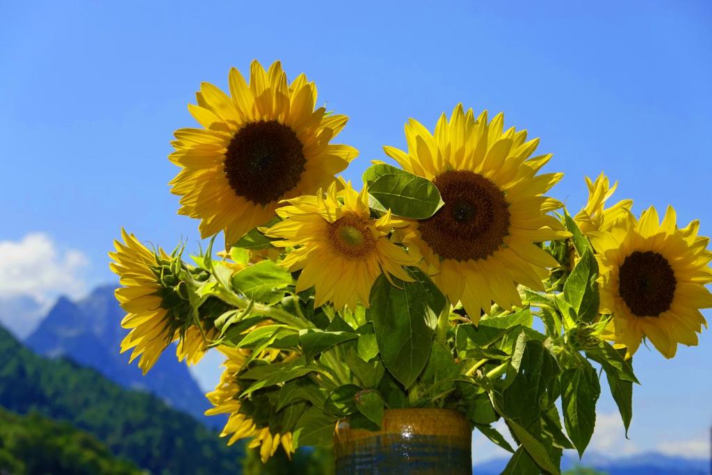 un bouquet de tournesols jaunes dans un vase dans l'établissement Alpenheim, à Garmisch-Partenkirchen