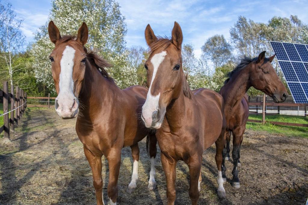 Erdospuszta Club Hotel Fenyves - Resim 40