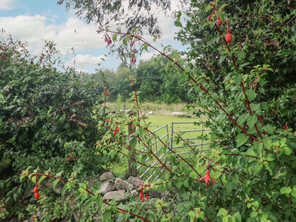 Um jardim no exterior de Sweeney's Cottage