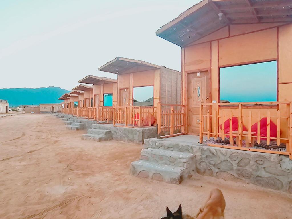 a row of houses in the desert with a dog at Star Dune Camp in Nuweiba