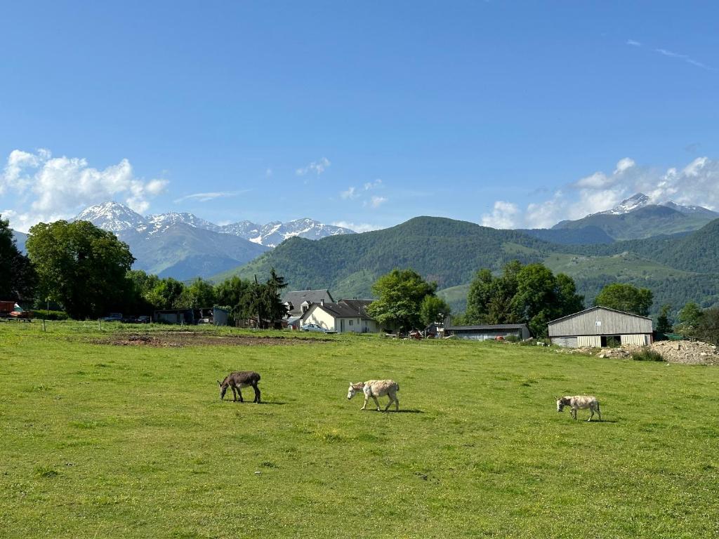 trois animaux pacant dans un champ avec des montagnes en arrière-plan dans l'établissement mobil-home cosy, calme, therme, aquensis, casino, à Bagnères-de-Bigorre