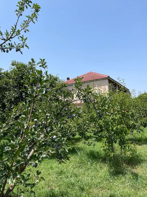 duas macieiras em frente a uma casa em Villa Mance em Berat