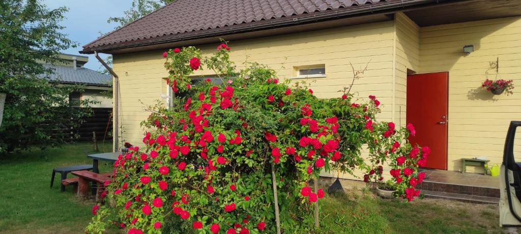 a bush of red flowers in front of a house at Nr.42 in Palanga