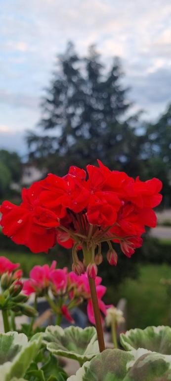 Zahrada ubytování Villa Elme