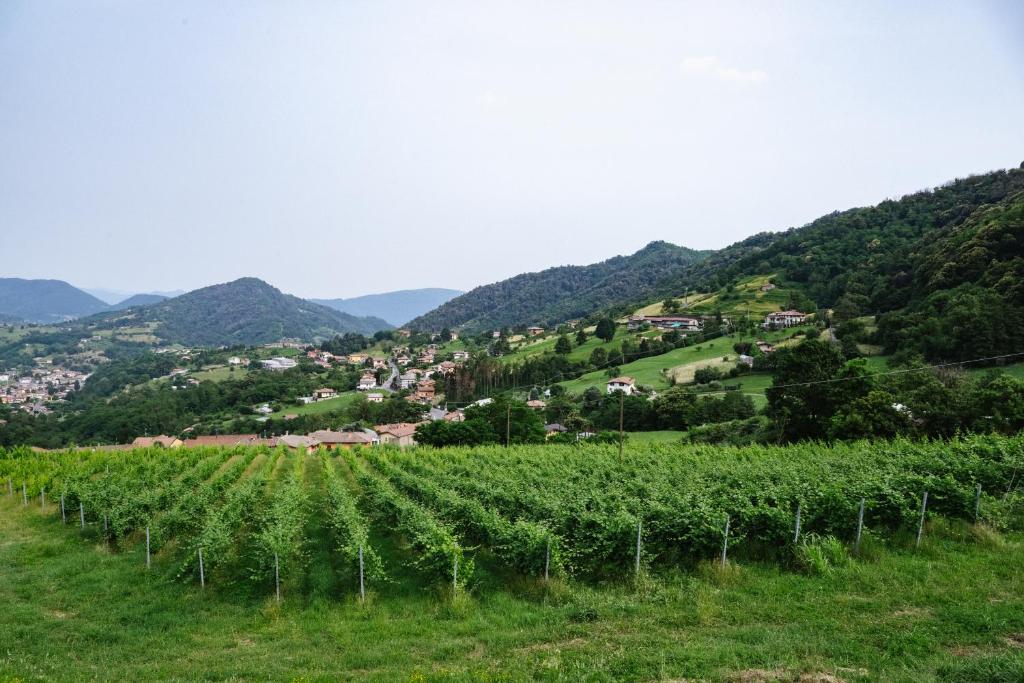 einen Weinberg auf einem Feld mit Bergen im Hintergrund in der Unterkunft Agriturismo Podere Cavaga Lago d'Iseo Agribio Winery in Foresto Sparso
