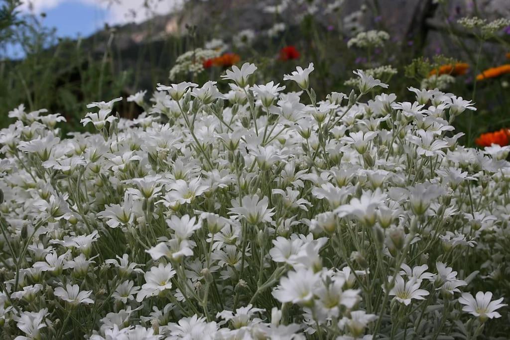 a field of white flowers in a garden at APPARTEMENT DANS CHALET 6 PERSONNES in Vallouise