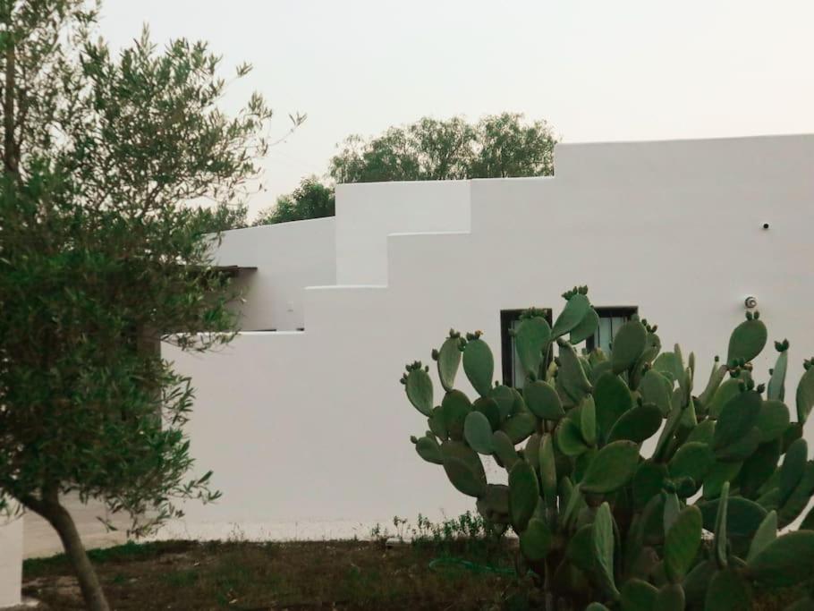 kaktus przed białą ścianą w obiekcie Trullo Vicino al Mare w mieście Ostuni
