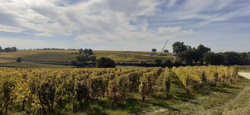 Hôtes de Saint Emilion - 17