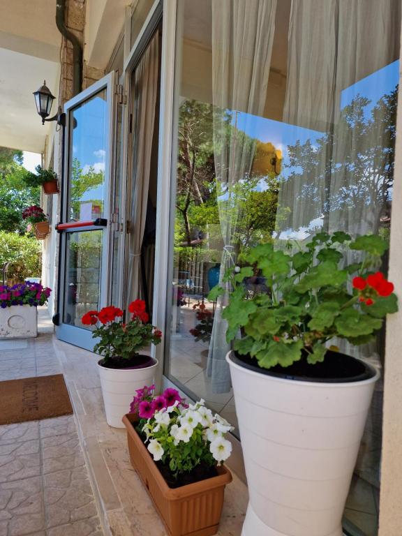 Zahrada ubytování Hotel Rossella