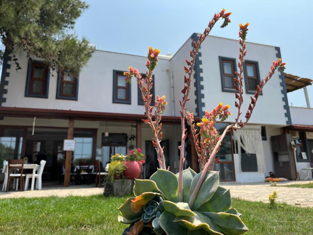 a plant in the grass in front of a building at Vayu Hotel&Tiny Houses in Canakkale