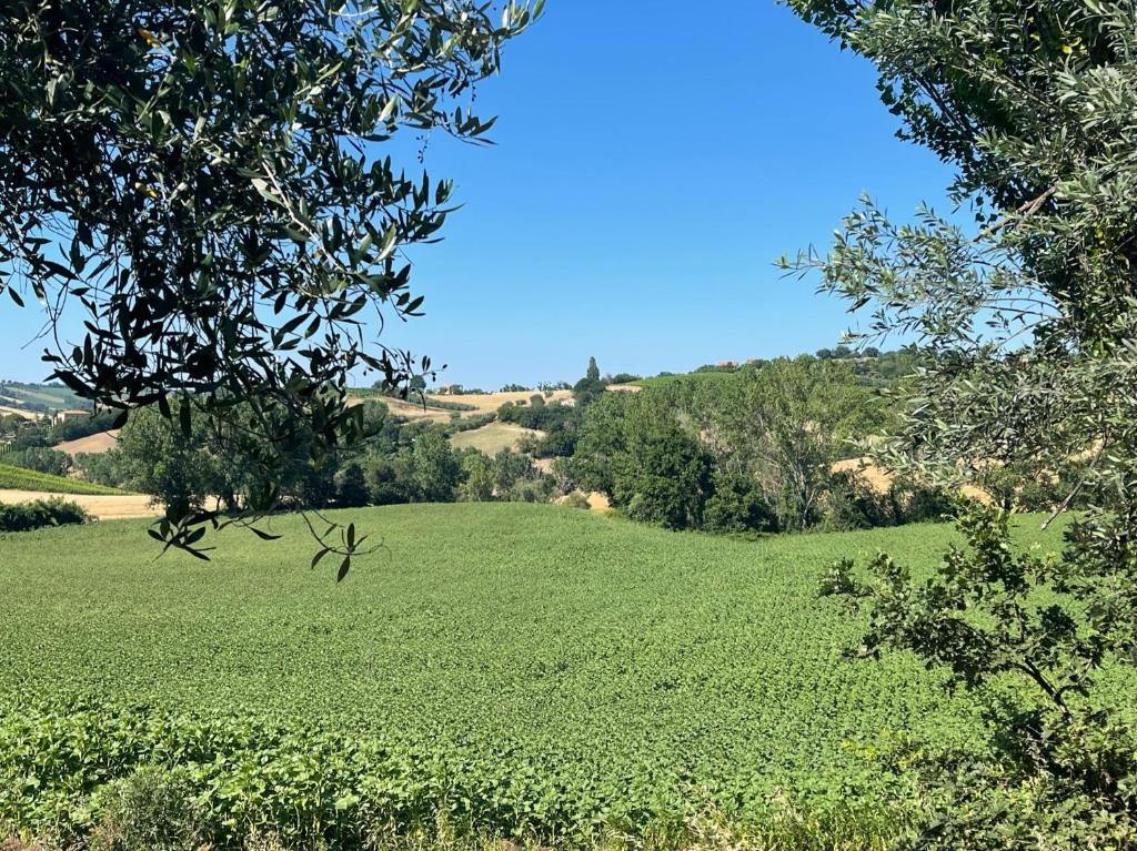 a large green field with trees in the background at Casa Rilore in Ostra Vetere