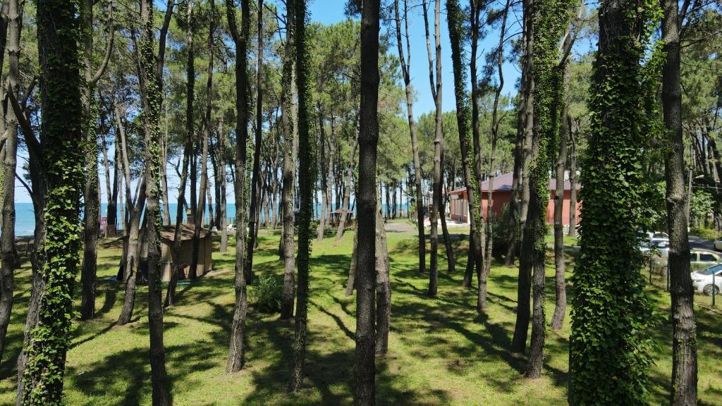 uma floresta de árvores com um edifício ao fundo em Oxygen Hotel em Shekhvetili
