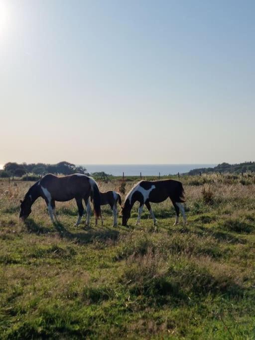 três cavalos a pastar num campo de relva em Chalet Vue Mer, terrasse, nature, poney à disposition em Dieppe