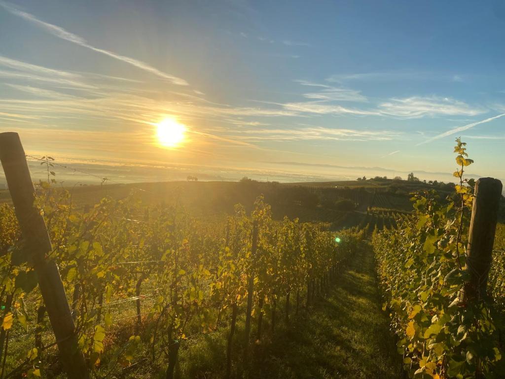 een wijngaard met zonsondergang op de achtergrond bij Charmant et chaleureux gîte dans le vignoble in Sigolsheim