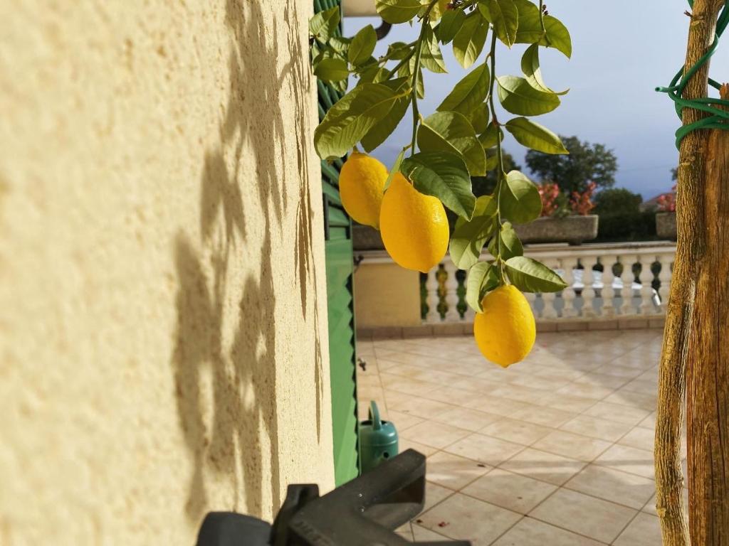 a bunch of oranges hanging from a tree at Villa Yucca Istra in Labin