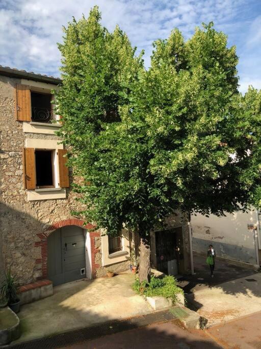 un grand arbre vert devant un bâtiment dans l'établissement La Maison au Tilleul, à Tautavel