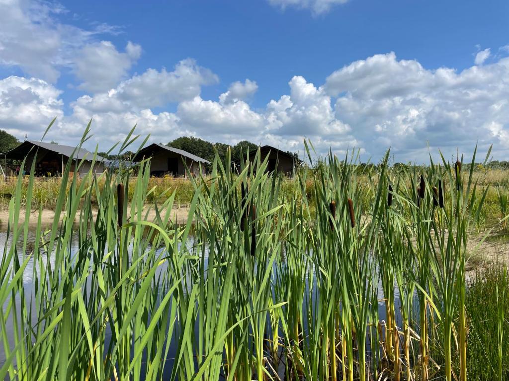 Fotografie z fotogalerie ubytování Camping De Heerlijkheid Vorenseinde v destinaci Rucphen