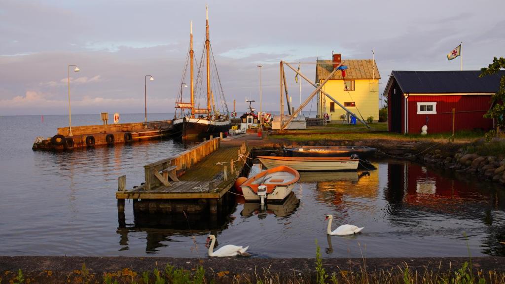 un quai avec deux cygnes et un bateau dans l'eau dans l'établissement Bergkvara Vandrarhem, à Bergkvara