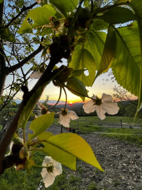 un groupe de fleurs sur un arbre avec le coucher du soleil en arrière-plan dans l'établissement Chez Sophie - Gîte et Gîte équestre, à Clermont-Dessous