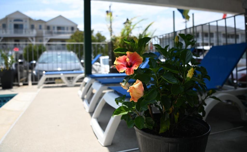 Bazén v ubytování Grecian Garden Motel nebo v jeho okolí