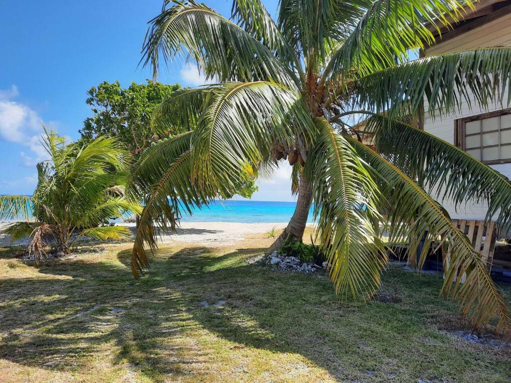 a palm tree on the beach next to a house at Chalet chez Téra'i in Avatoru