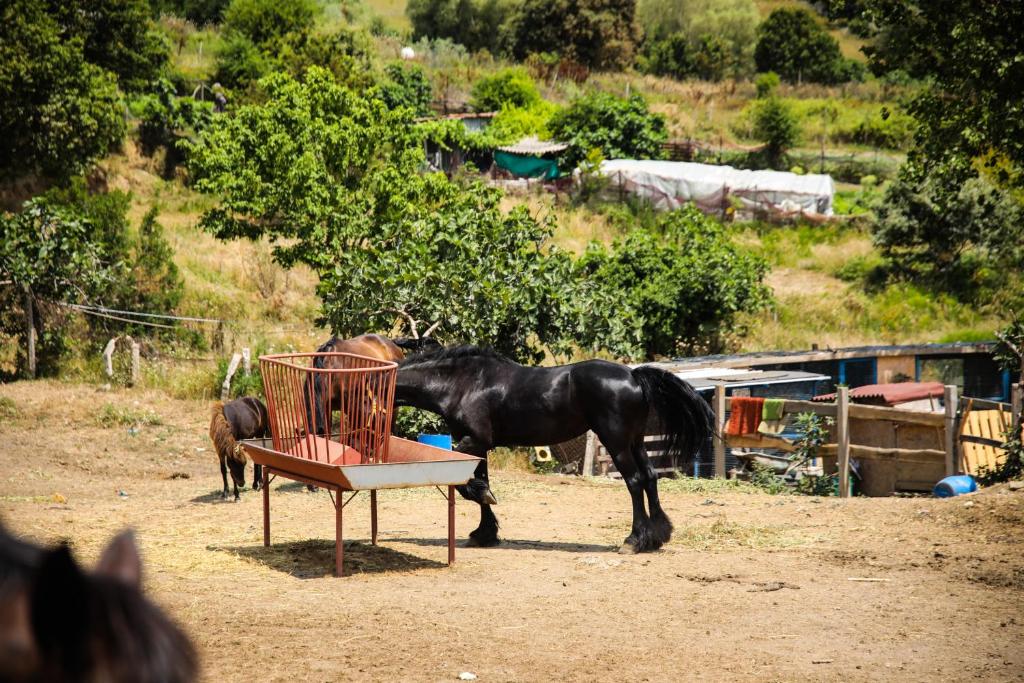 a black horse standing next to a chair at MAVİ AT HOTEL Blue Horse in Gümüşdere