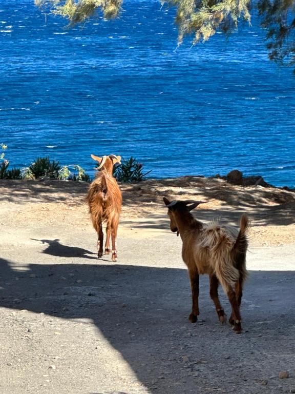 two goats walking on the beach near the water at House With View in Paránimfoi