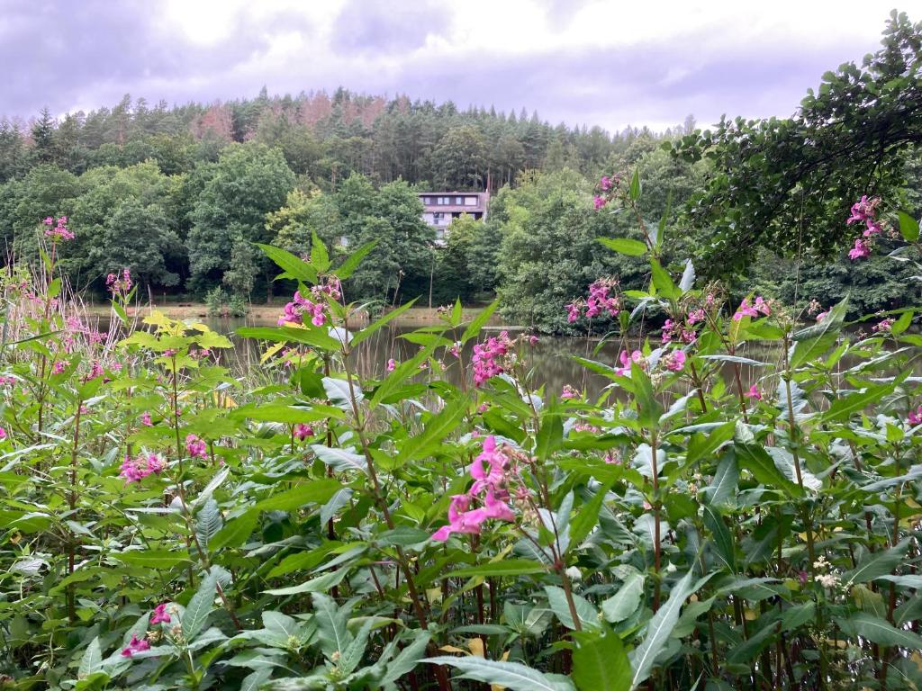 un jardín con flores rosas frente a un estanque en Immensee en Ronshausen