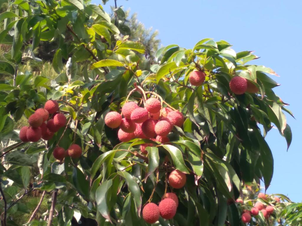 Zdjęcie z galerii obiektu Cortijo del Sidi w mieście Motril