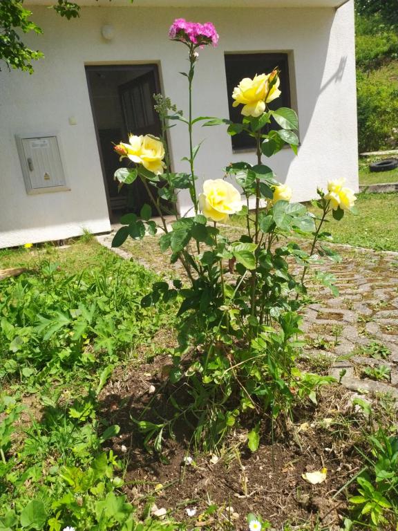 Zahrada ubytování Apartmani Vila Šljukić